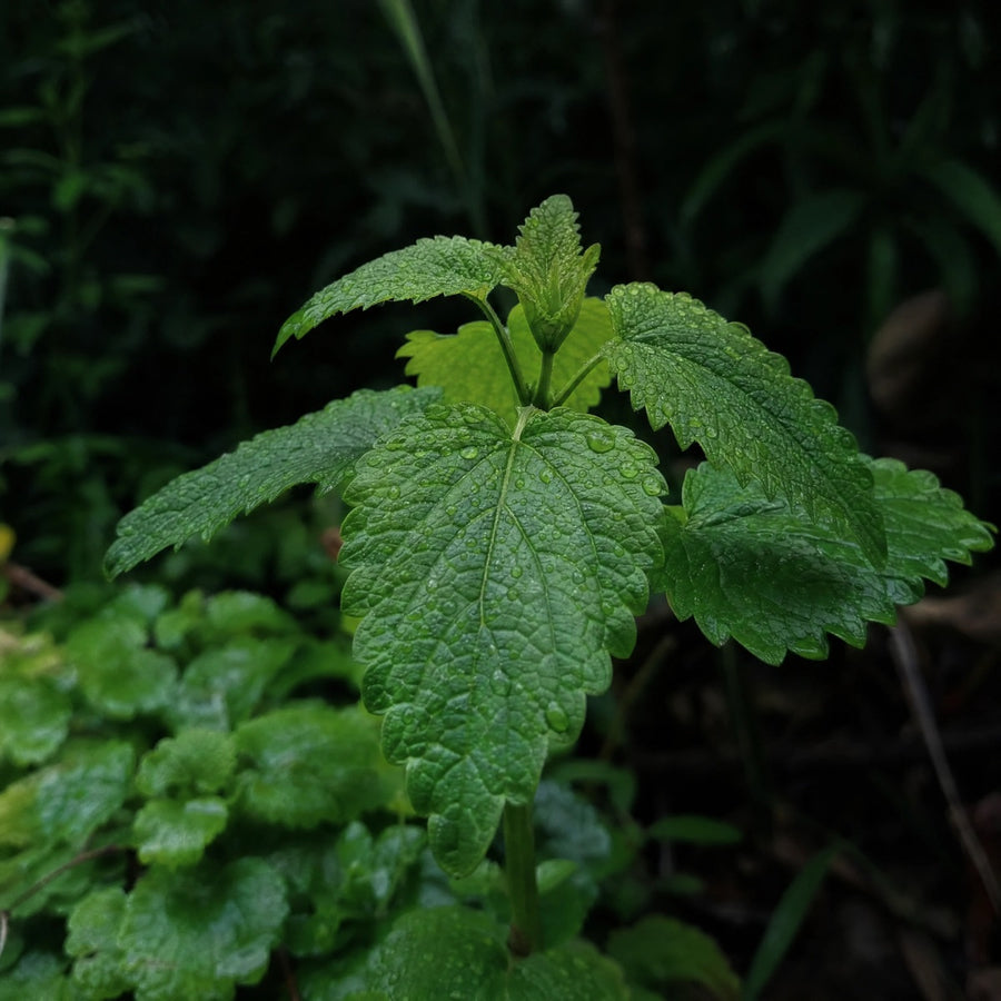 Lemon Balm